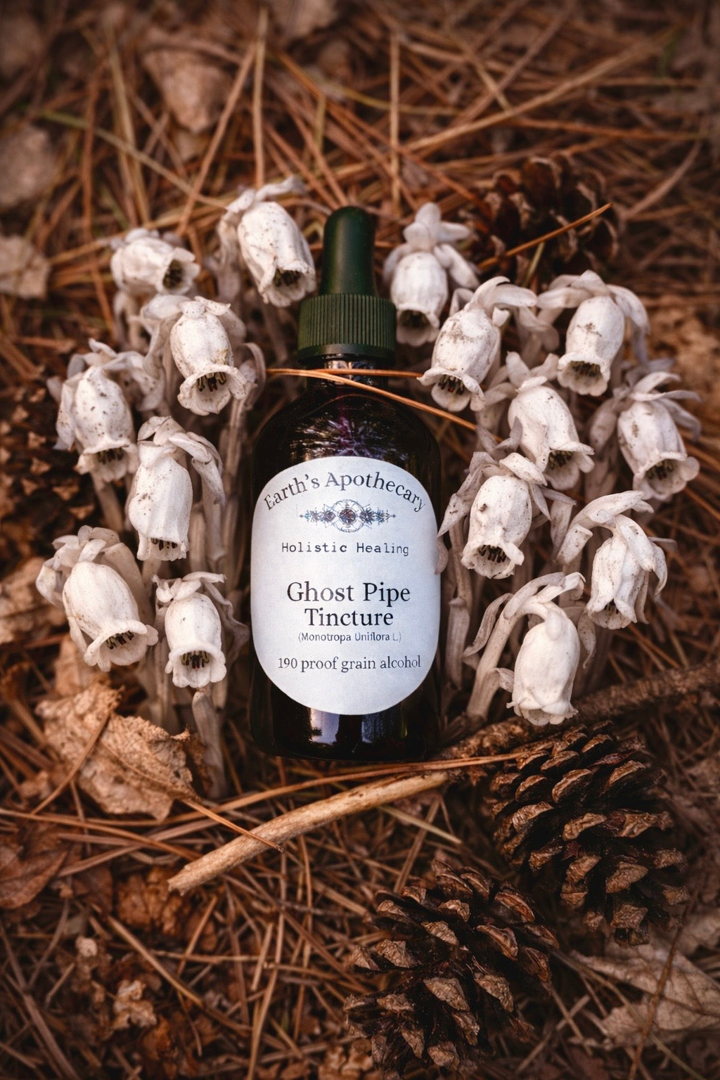 Bottle of Ghost Pipe Tincture surrounded by dried flowers and pinecones on a natural background